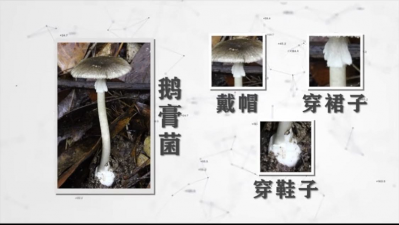 食安君锦囊——预防野生菌中毒“妙招”！