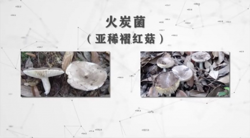 食安君锦囊——预防野生菌中毒“妙招”！