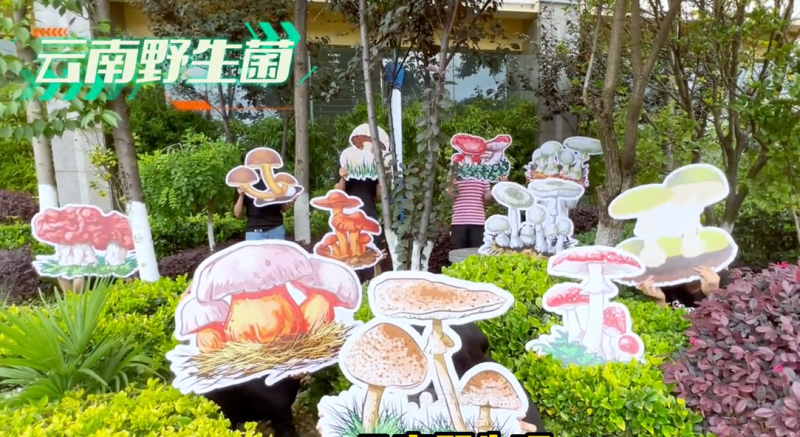 4.《我是云南的》野生菌中毒防控宣传片