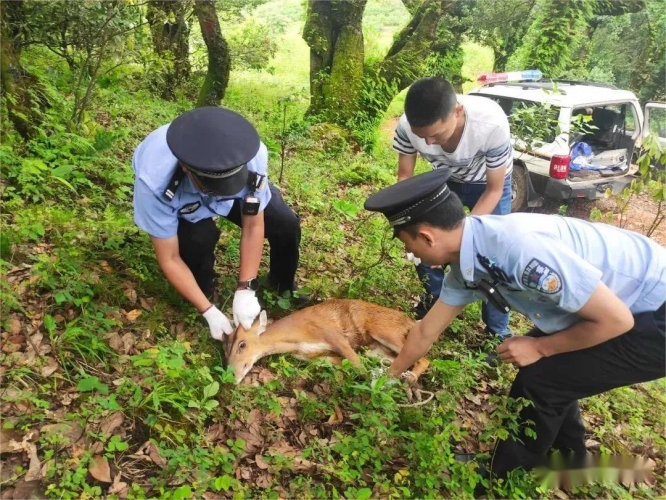 一只野生动物赤麂掉落水渠，他们迅速打捞救助.jpg