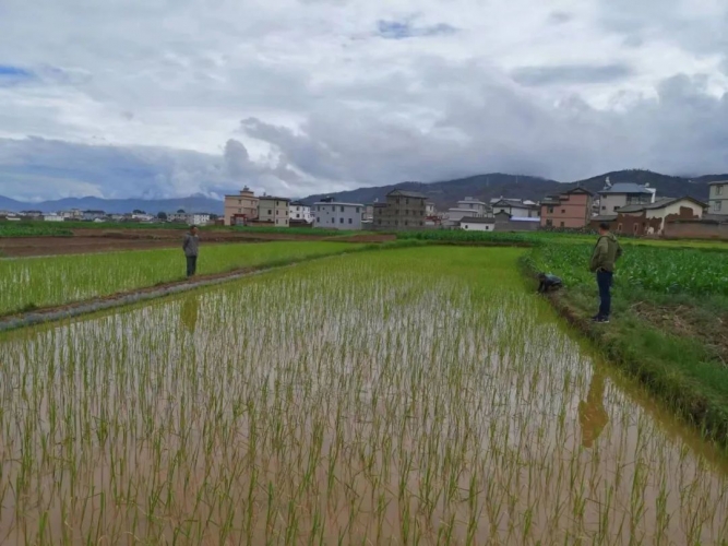 永胜县程海镇种下稻谷1048亩，全力守护耕地保护与粮食安全两条“红线”