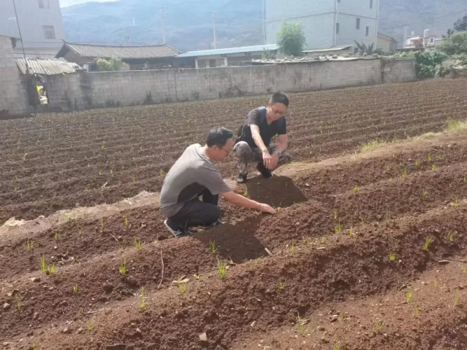 永胜县程海镇种下稻谷1048亩，全力守护耕地保护与粮食安全两条“红线”