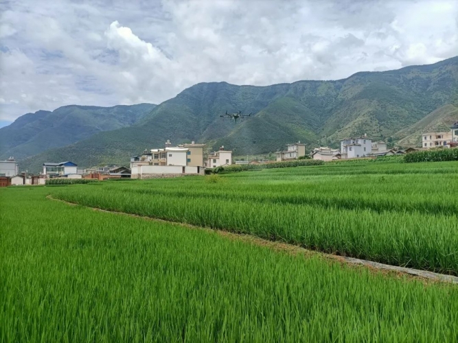 永胜县开展水稻病虫害专业化统防统治，推进程海流域农药减量增效工作