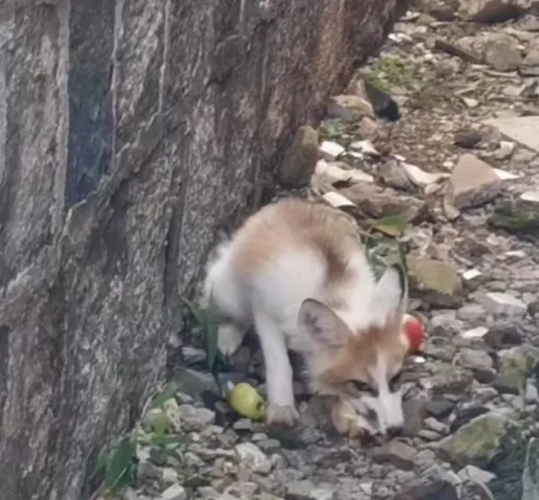 小狐狸误入水沟  民警救助悉心照料.jpg