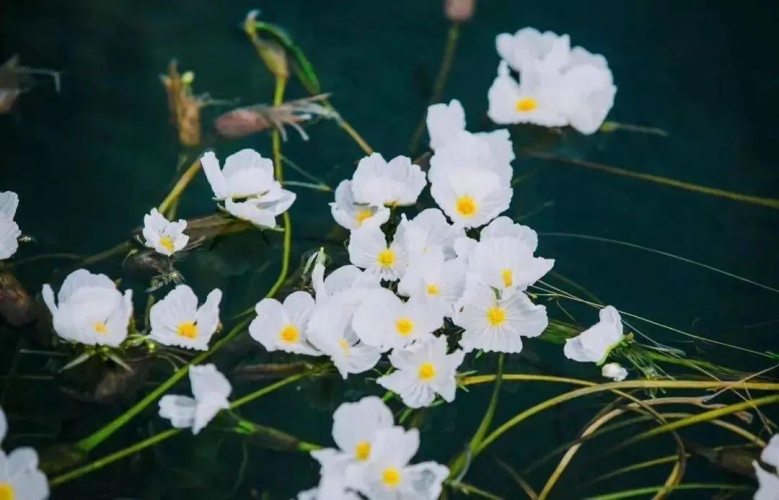 夏日的浪漫邂逅·泸沽湖