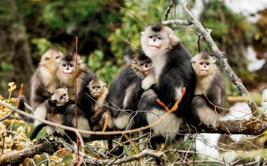 丽江市国家重点保护一级野生动物从11种增加到30种