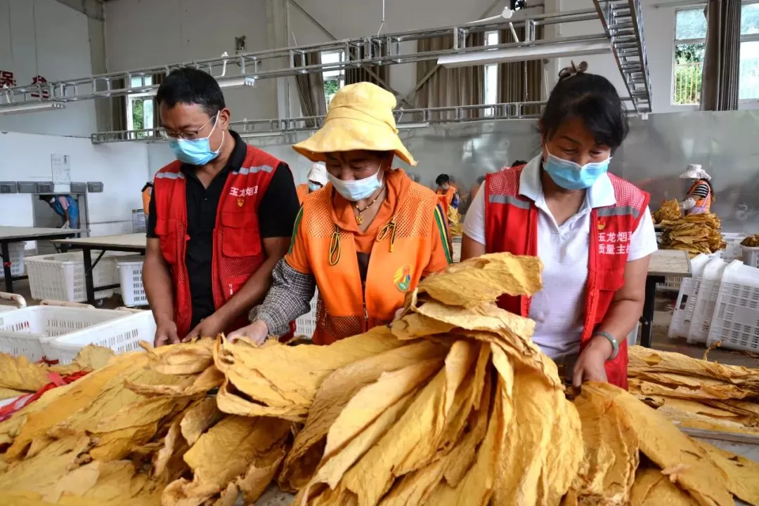 玉龙县石鼓镇开仓收购烟叶