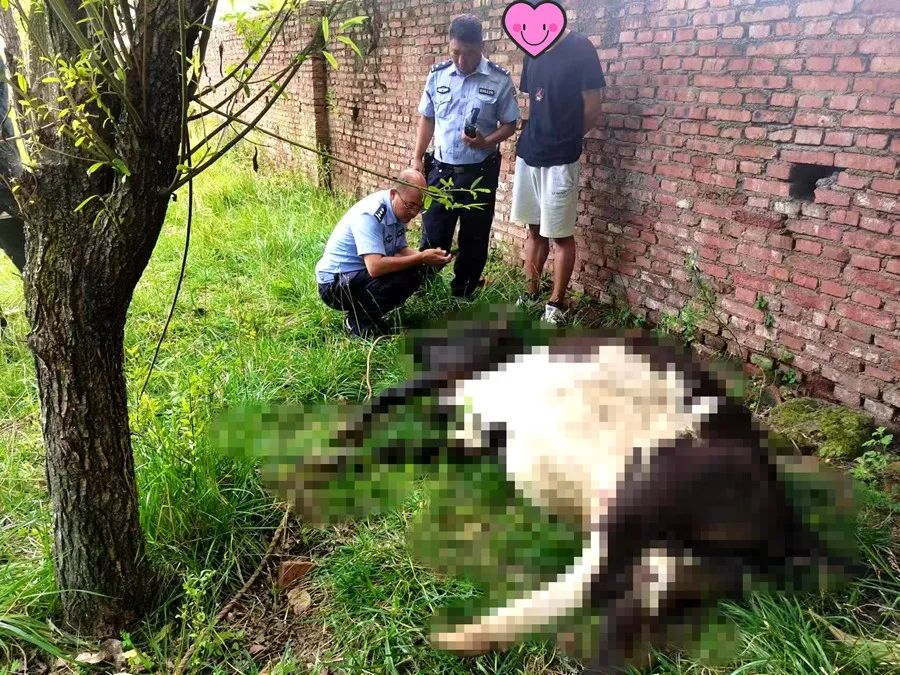 为防止牛偷吃、糟蹋晾晒的农作物  他失手将牛打死.jpg