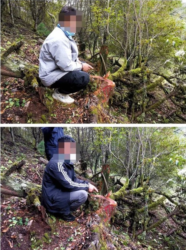 两男子砍伐红豆杉被宁蒗警方查获