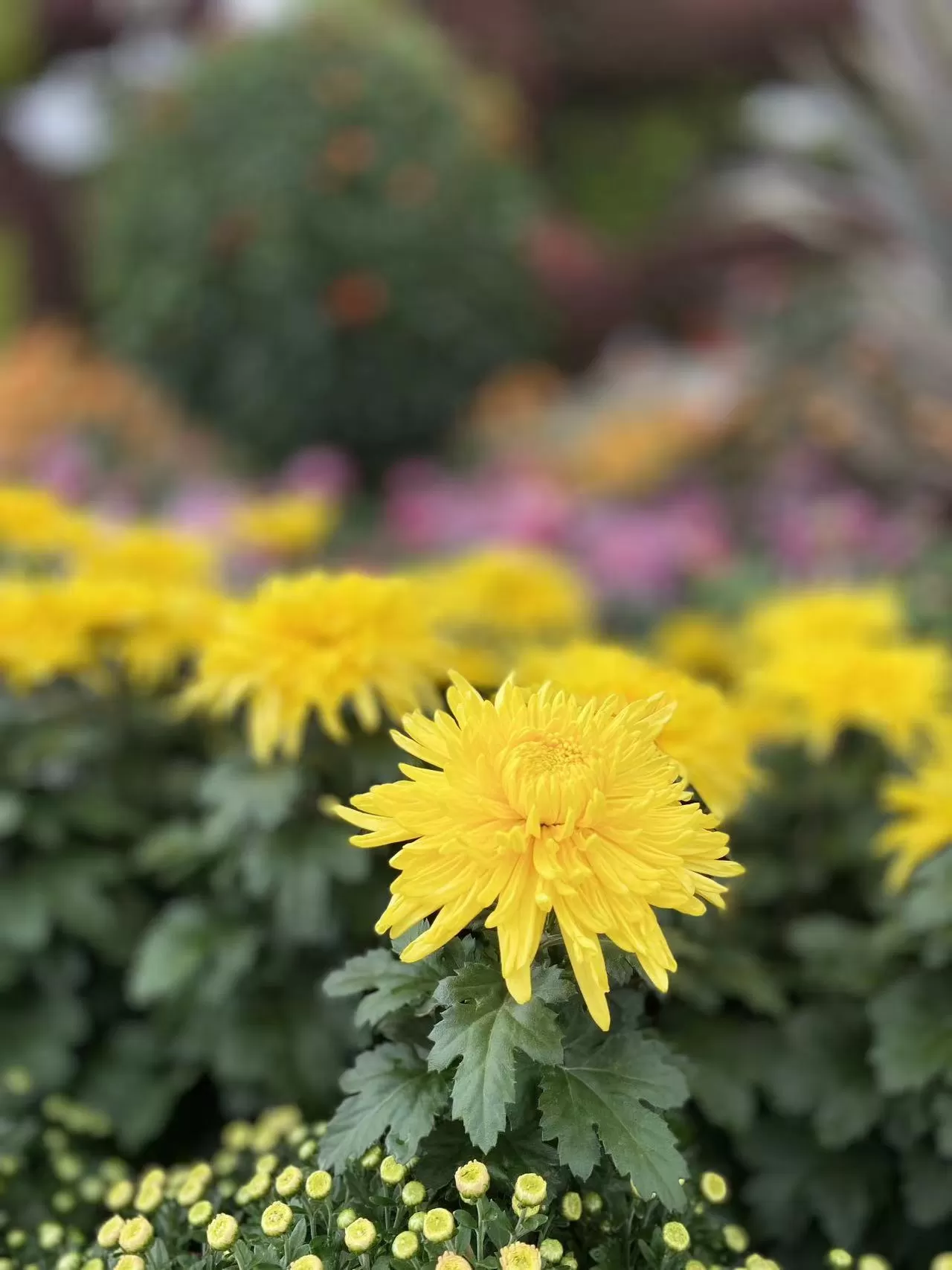 菊花香 红旗飘 丽江古城国庆氛围感拉满