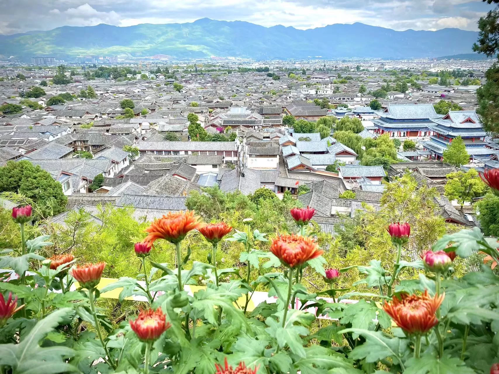 菊花香 红旗飘 丽江古城国庆氛围感拉满