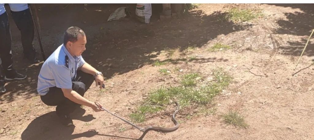 居民家中“蛇出没”，民警化身“捕蛇达人”