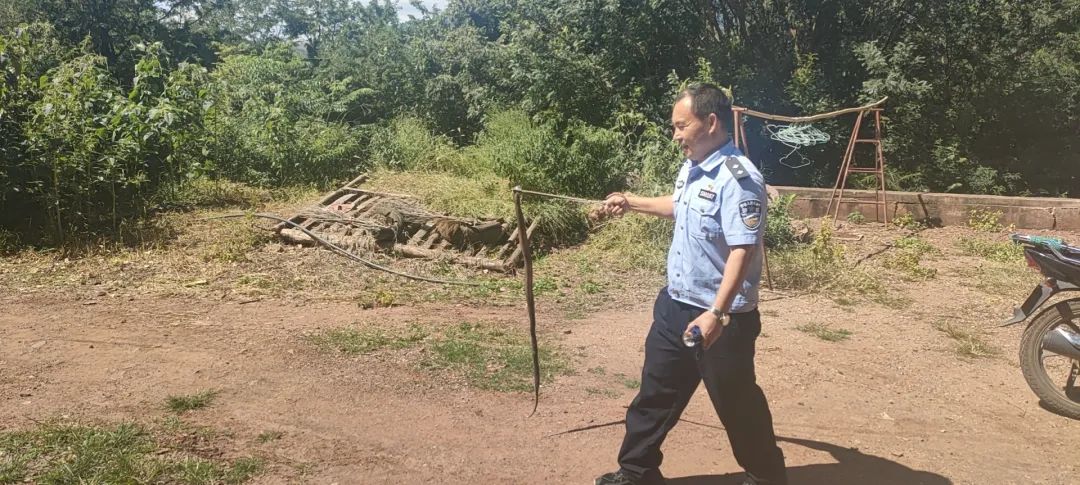居民家中“蛇出没”，民警化身“捕蛇达人”
