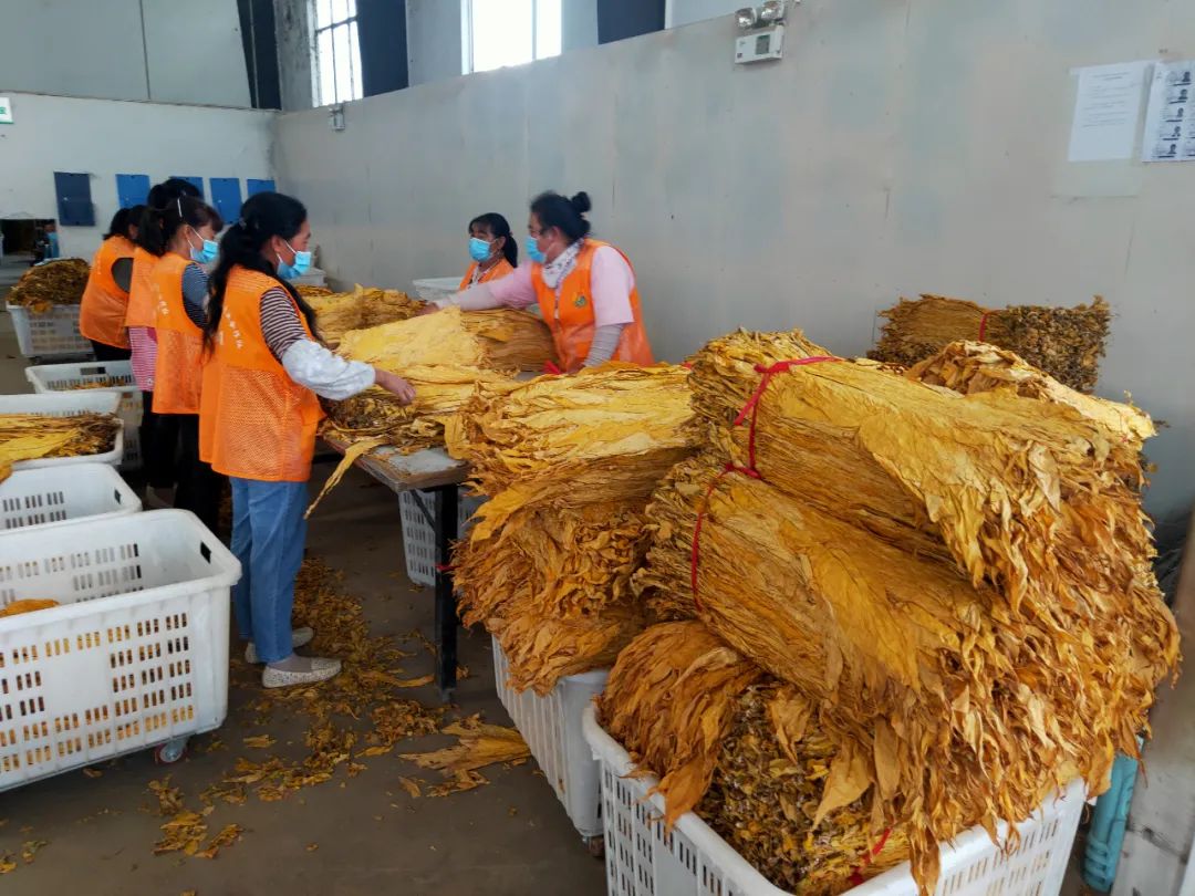 实现产值7277万元，烤烟助力玉龙县巨甸镇增收致富！