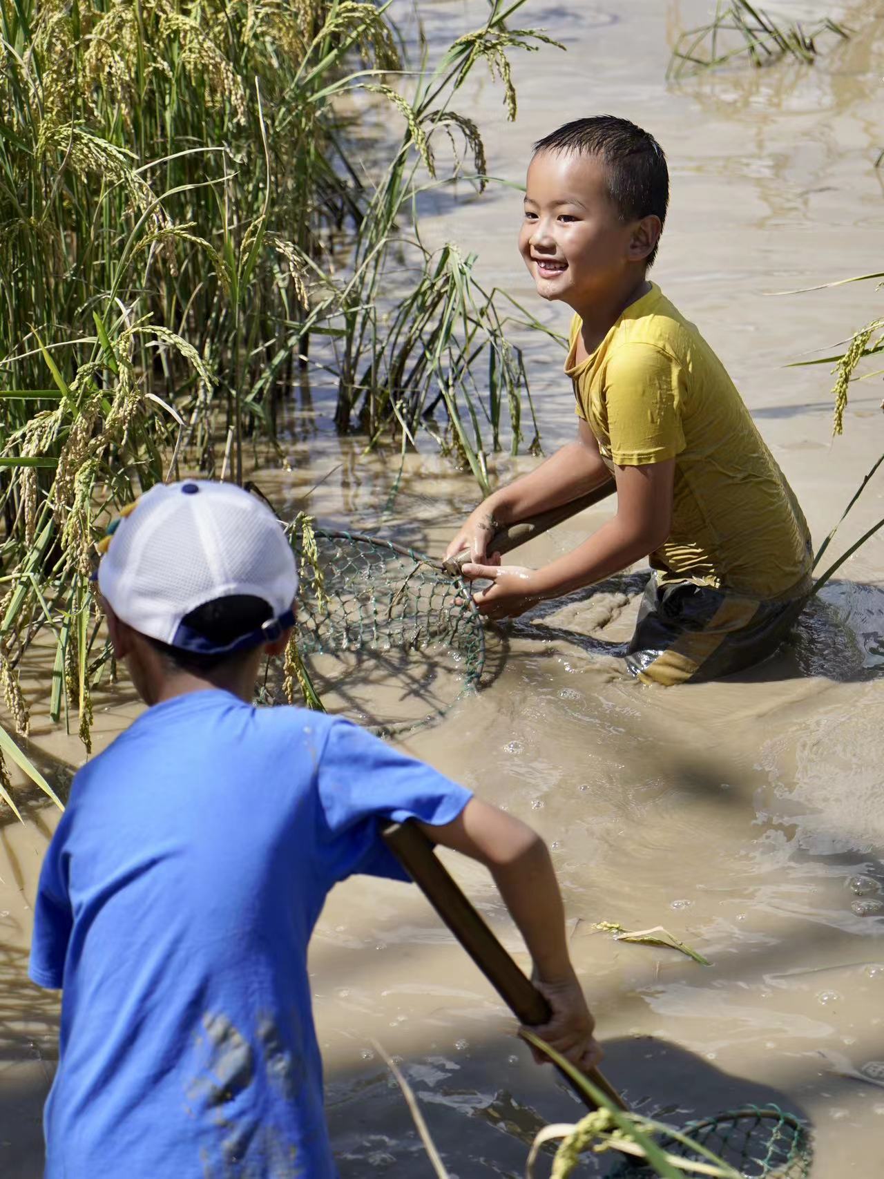 稻香鱼肥农民笑  宁蒗县宁利乡稻田捕鱼 乐享丰收