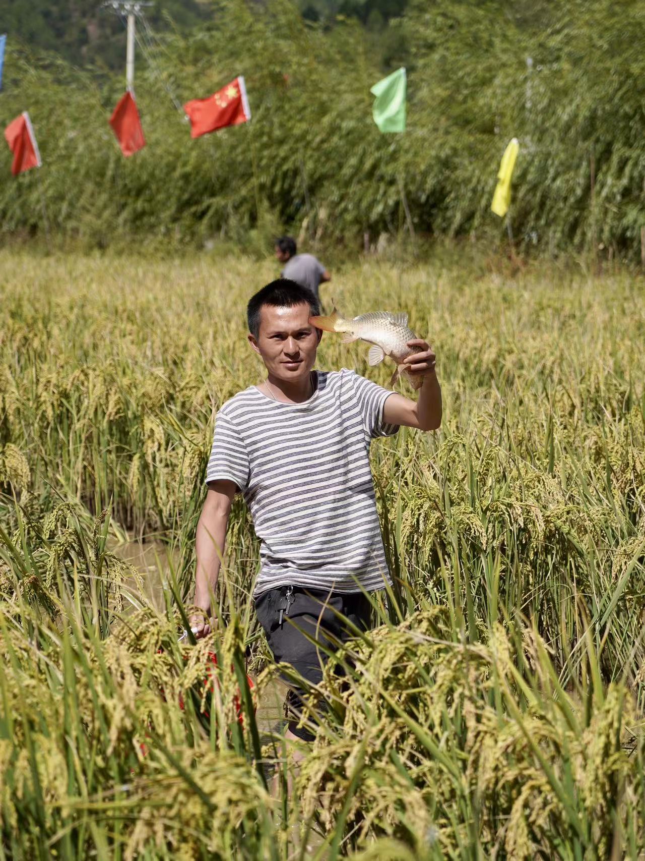 稻香鱼肥农民笑  宁蒗县宁利乡稻田捕鱼 乐享丰收