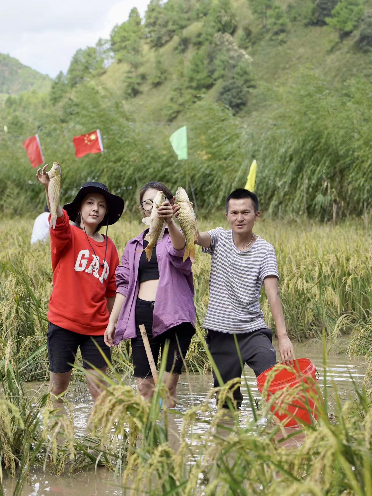 稻香鱼肥农民笑  宁蒗县宁利乡稻田捕鱼 乐享丰收