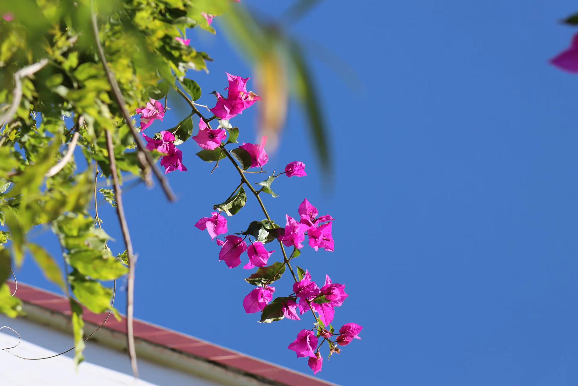 久违！你熟悉的丽江蓝又回来了  走 拍蓝天去！