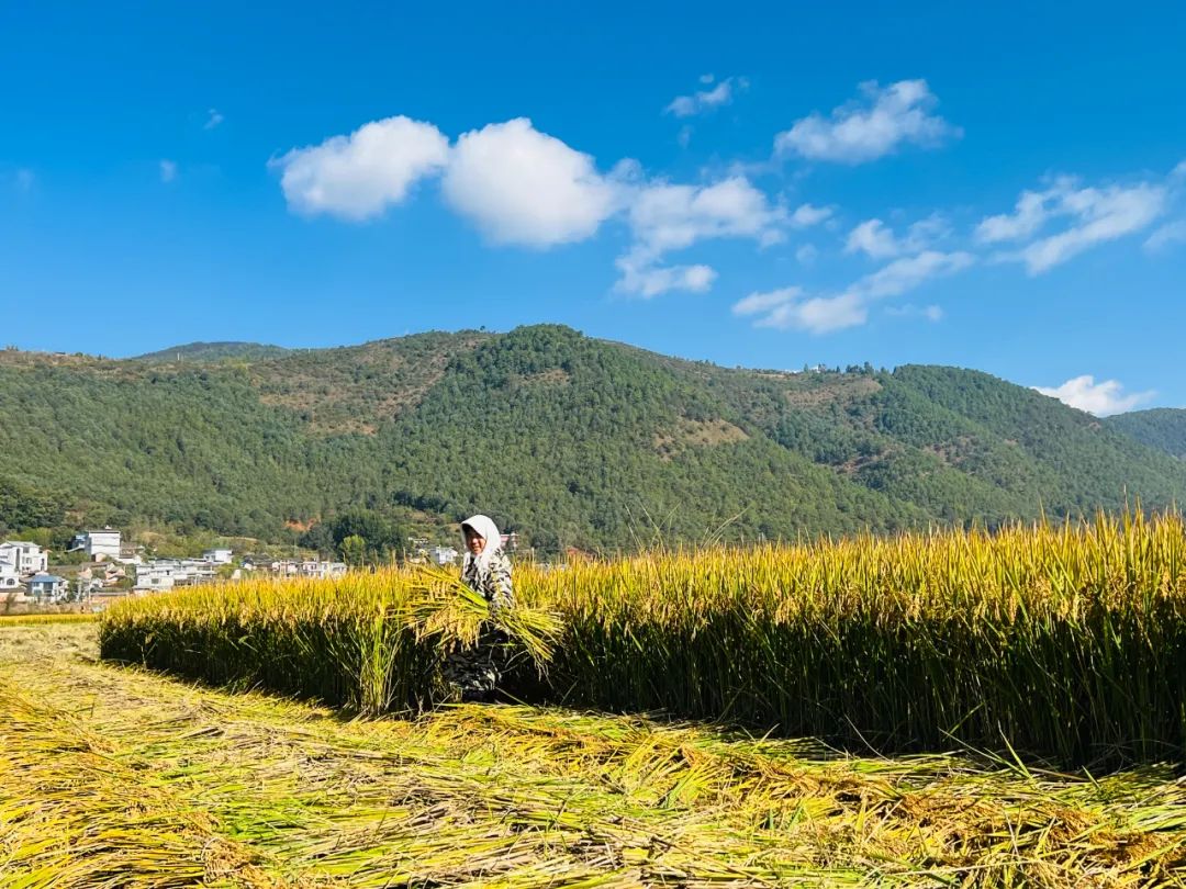 永胜县顺州镇万亩水稻呈现一片丰收美景2.jpg