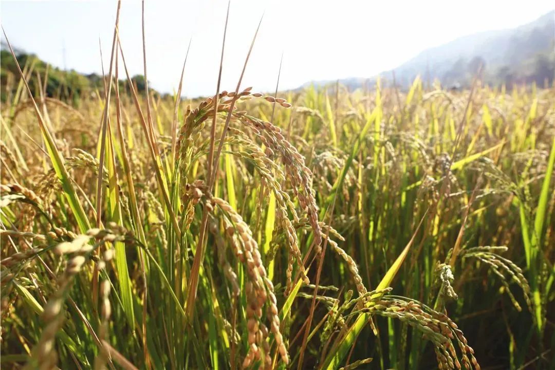 华坪县水稻旱作试验取得初步成功