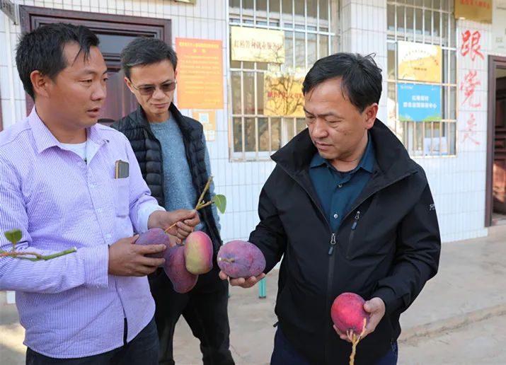 华坪县委书记王峥：打造中国芒果产业第一县 (1).jpg