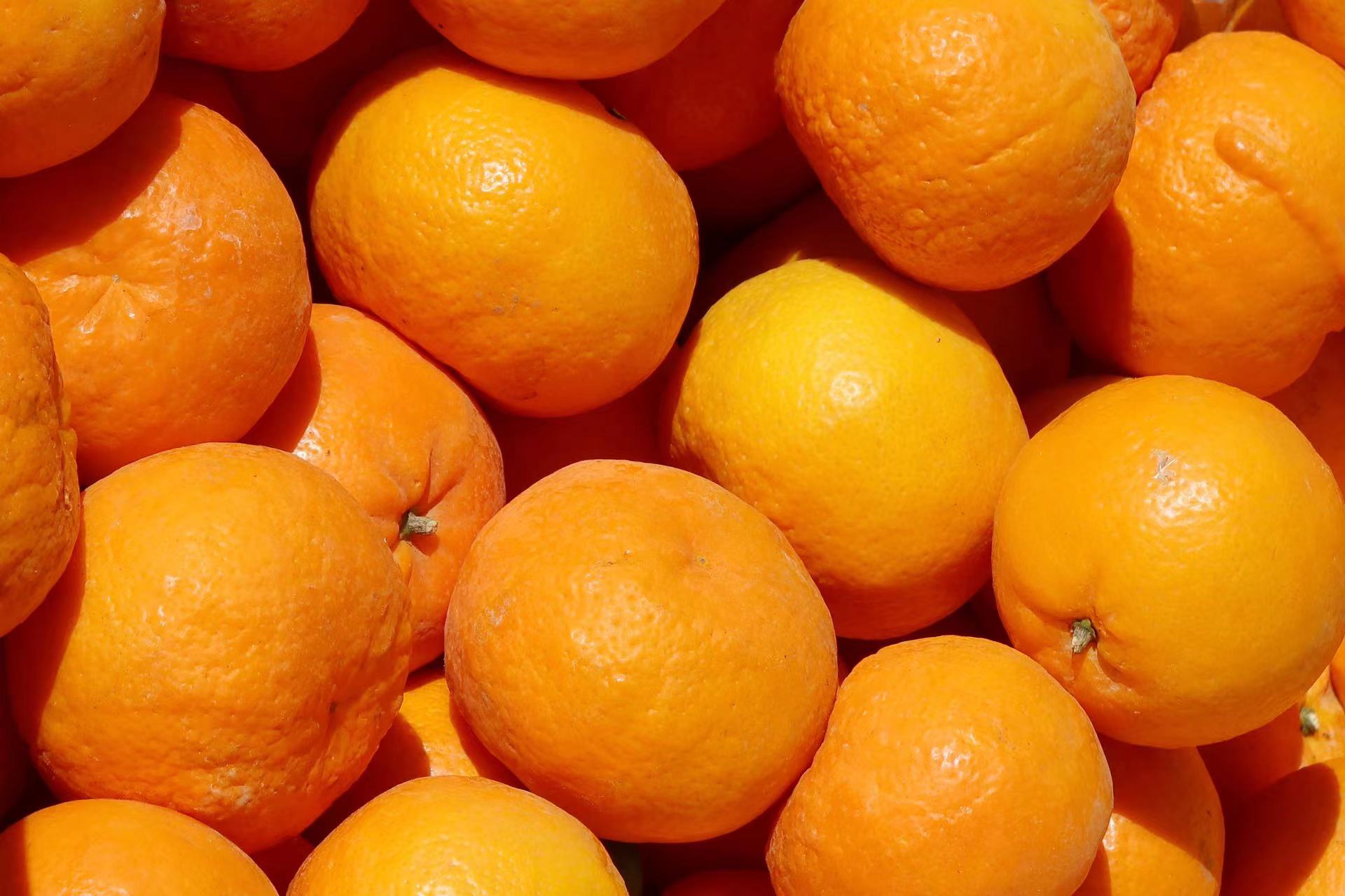 金沙江畔 黄金果味  丽金沙·丽江沃柑区域公共品牌正式发布 (7).jpg