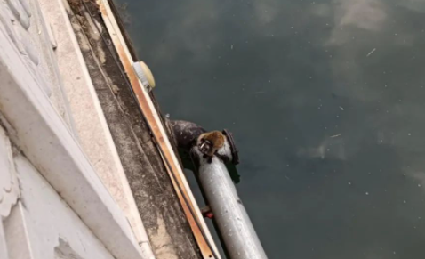 果子狸受伤蜷缩河边  华坪县暖心救助 (2).png