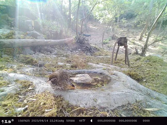 玉龙雪山发现多种国家重点保护野生动物 (2).jpg