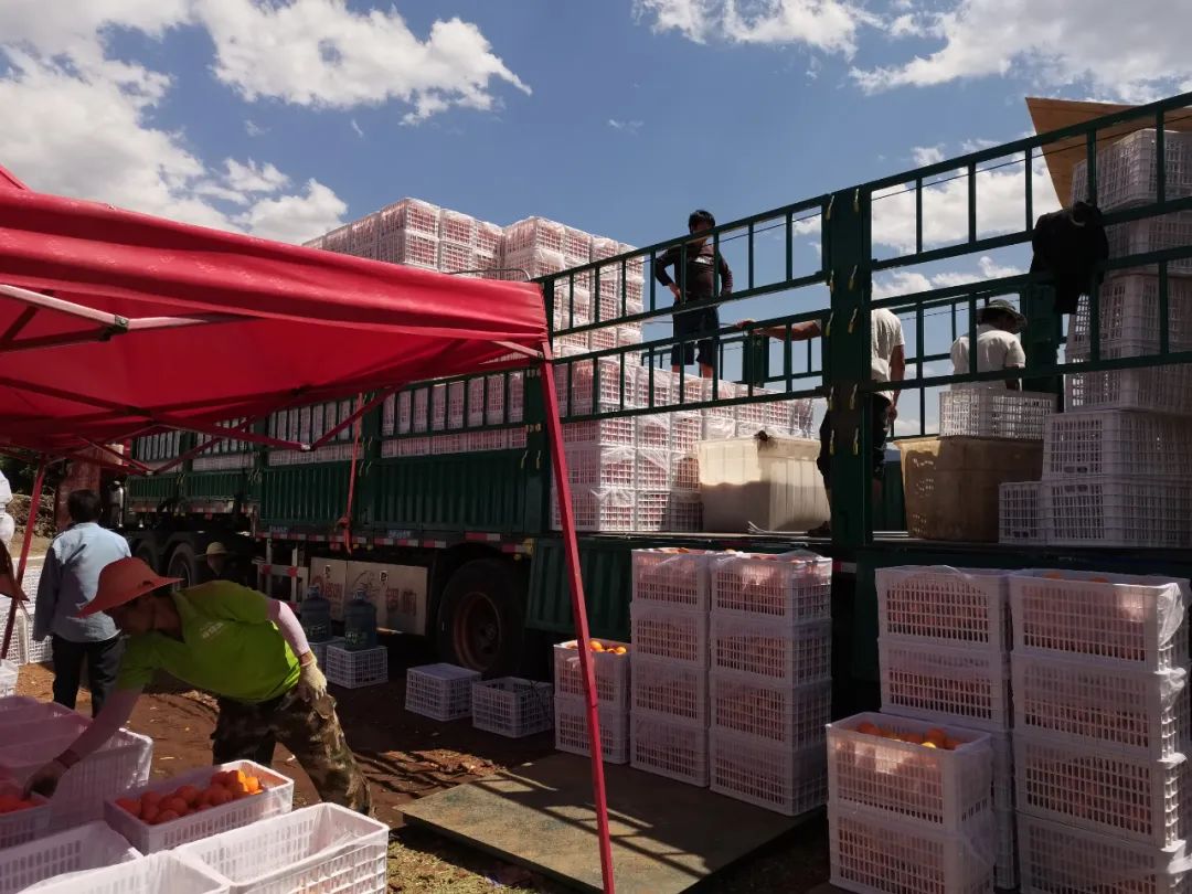 万吨沃柑热销忙  永胜县今年共计产出沃柑20多万吨 (2).jpg