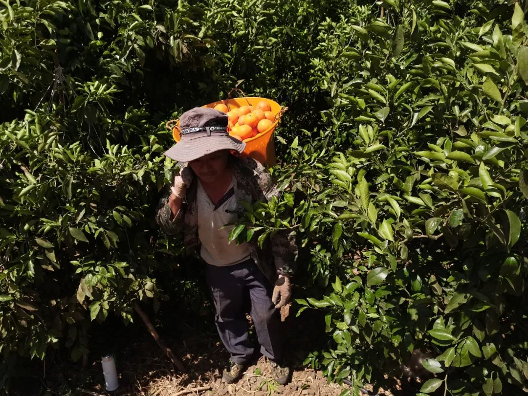 万吨沃柑热销忙  永胜县今年共计产出沃柑20多万吨 (1).jpg