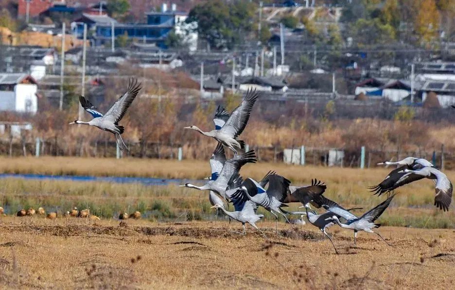 拉市海保护区综合科考成果通过省级审查 (2).jpg