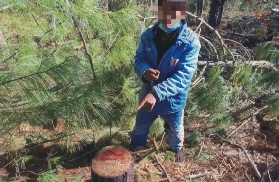 滥伐林木  宁蒗三人被刑拘 (1).png