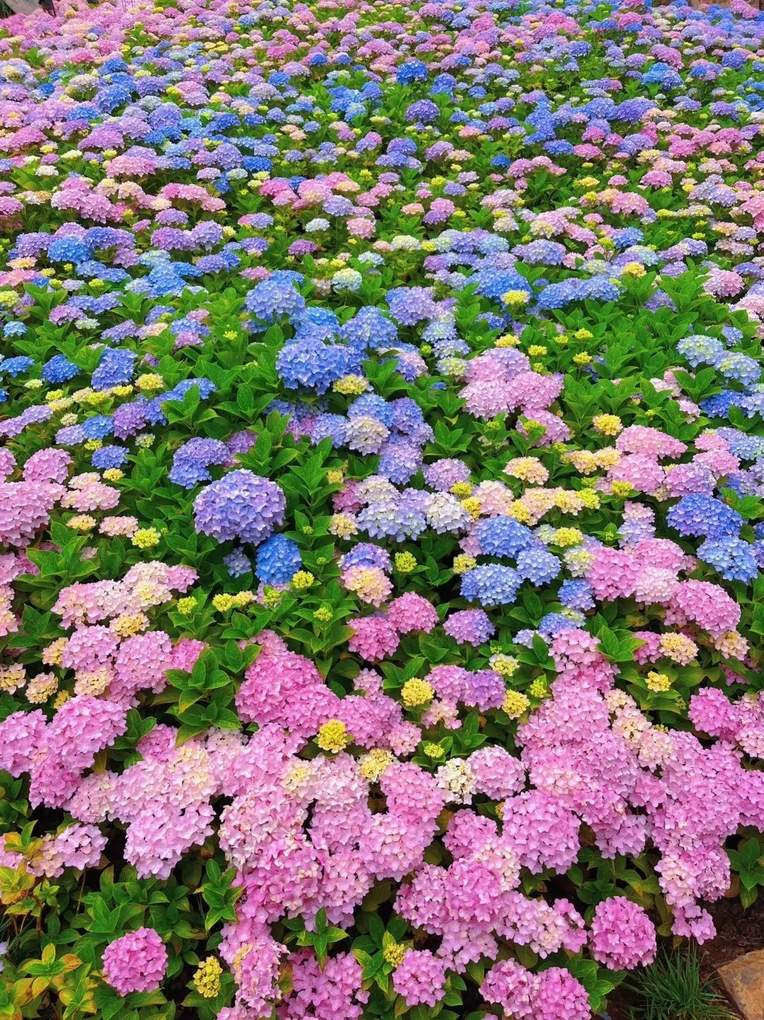 中济海公园绣球花盛放  谁能不爱？ (1).jpg