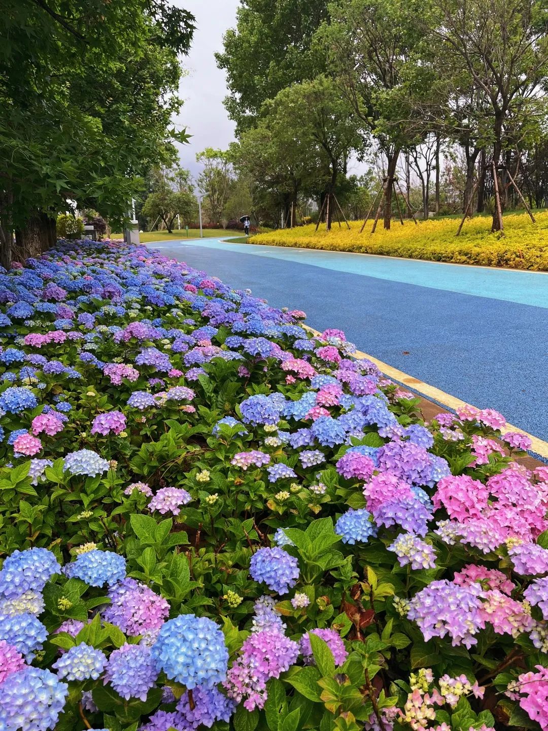 中济海公园绣球花盛放  谁能不爱？ (2).jpg