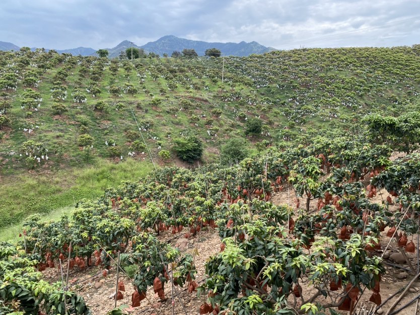 华坪芒果精品深加工   你想吃啥“样式”的芒果都有5.JPG.JPG