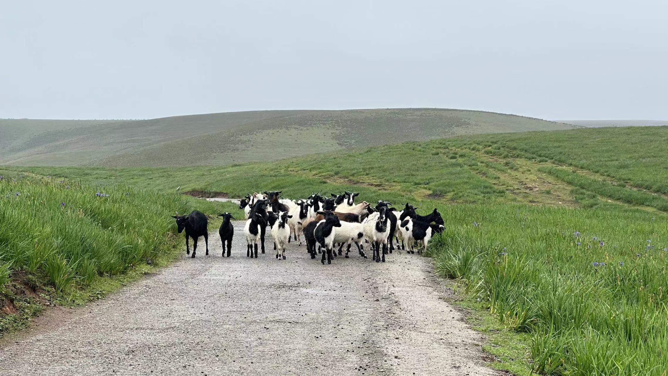 远眺老君山 俯瞰金沙江  丽江老君山格拉丹景区正式开园 (9).jpg