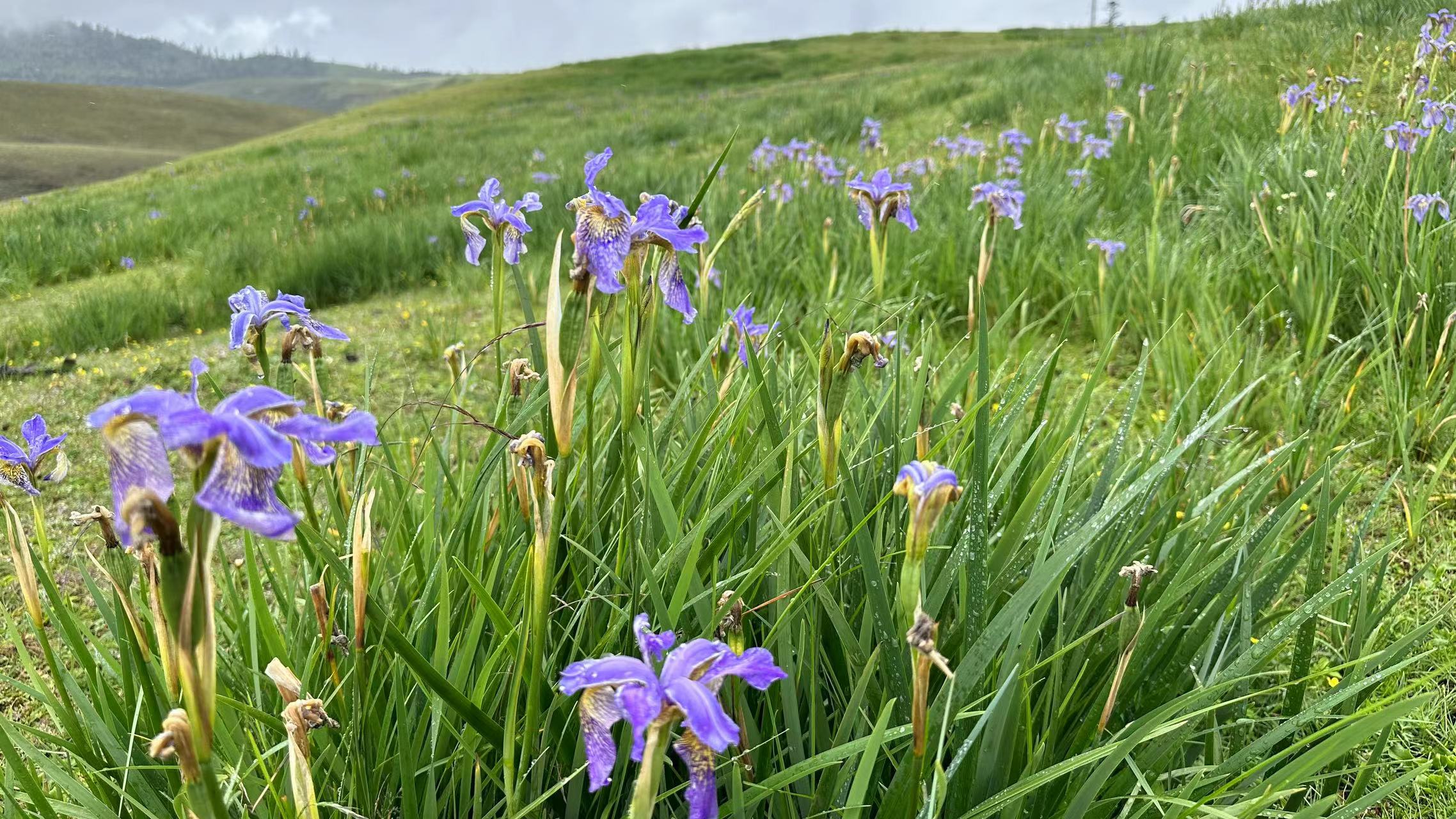 远眺老君山 俯瞰金沙江  丽江老君山格拉丹景区正式开园 (1).jpg