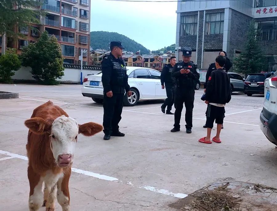 叛逆小牛小区“漫步”  民警半拖半哄带走 并找到“监护人”.jpg