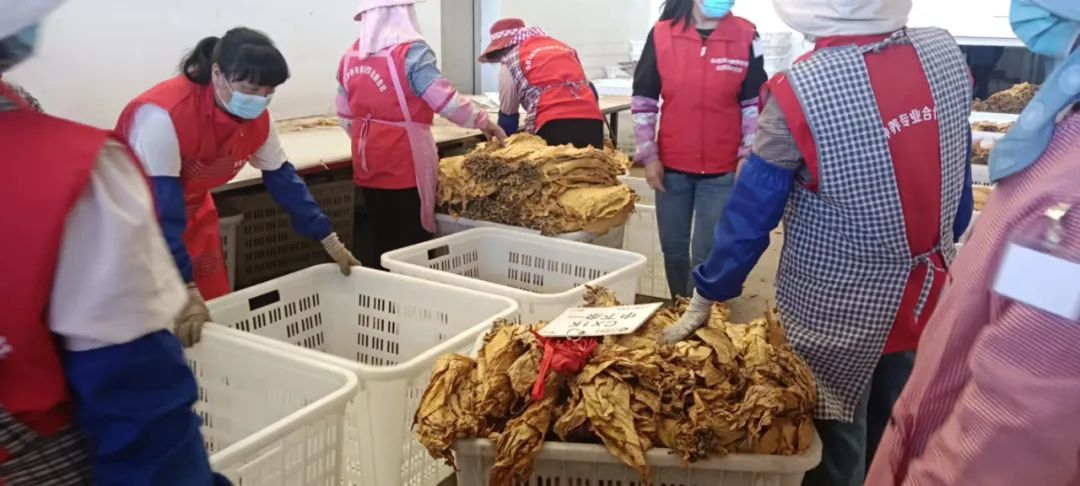 永胜永北镇万亩烤烟丰收，助力乡村振兴致富 (2).jpg