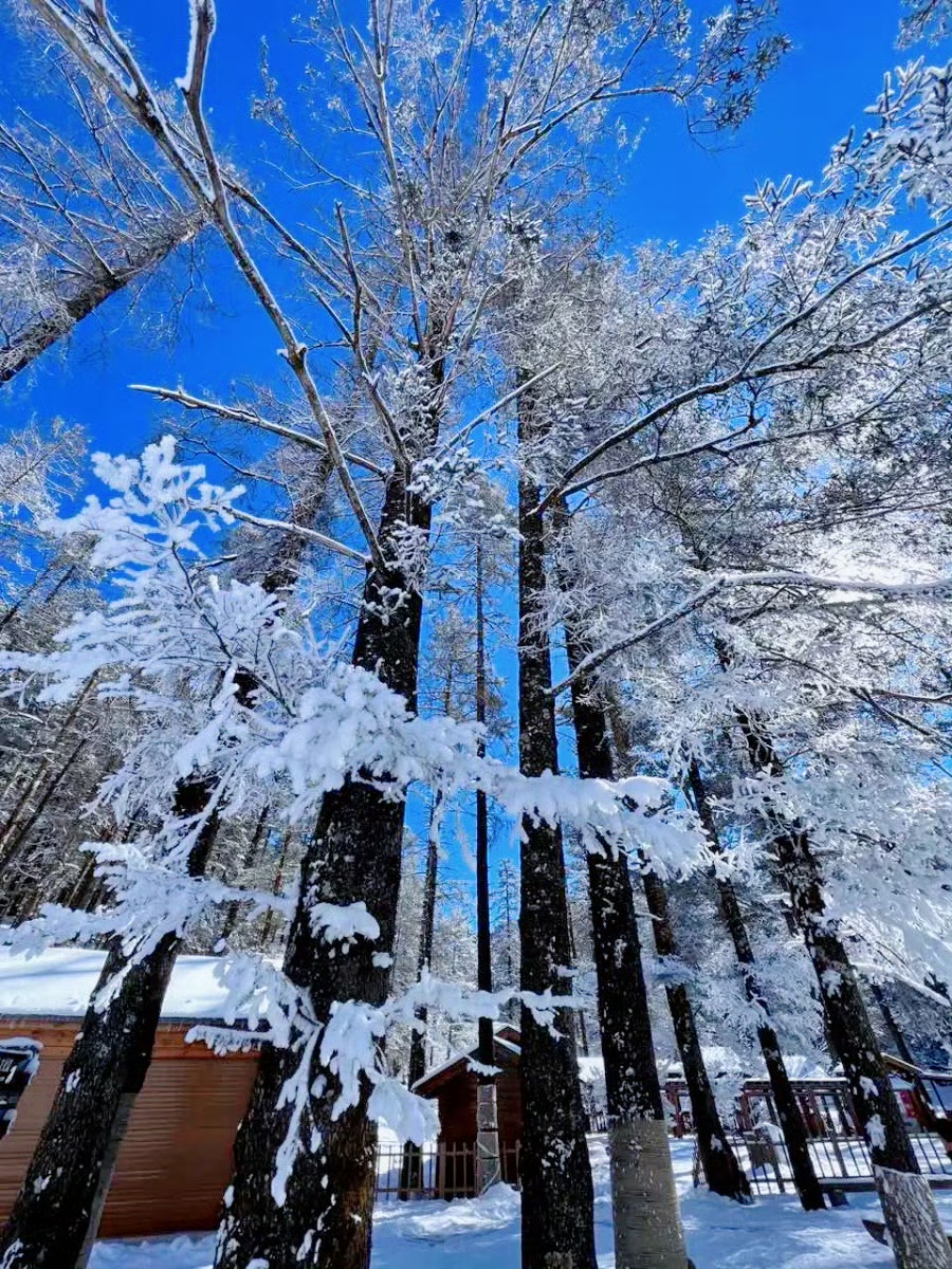在玉龙雪山，感受童话般的冬日雪景！ (3).jpg