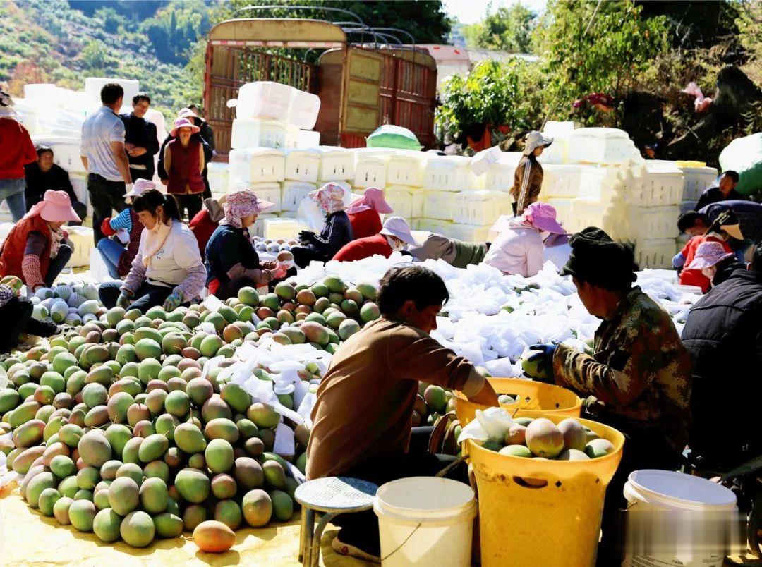 冬日甜蜜持续，华坪晚熟芒果热销 (4).jpg