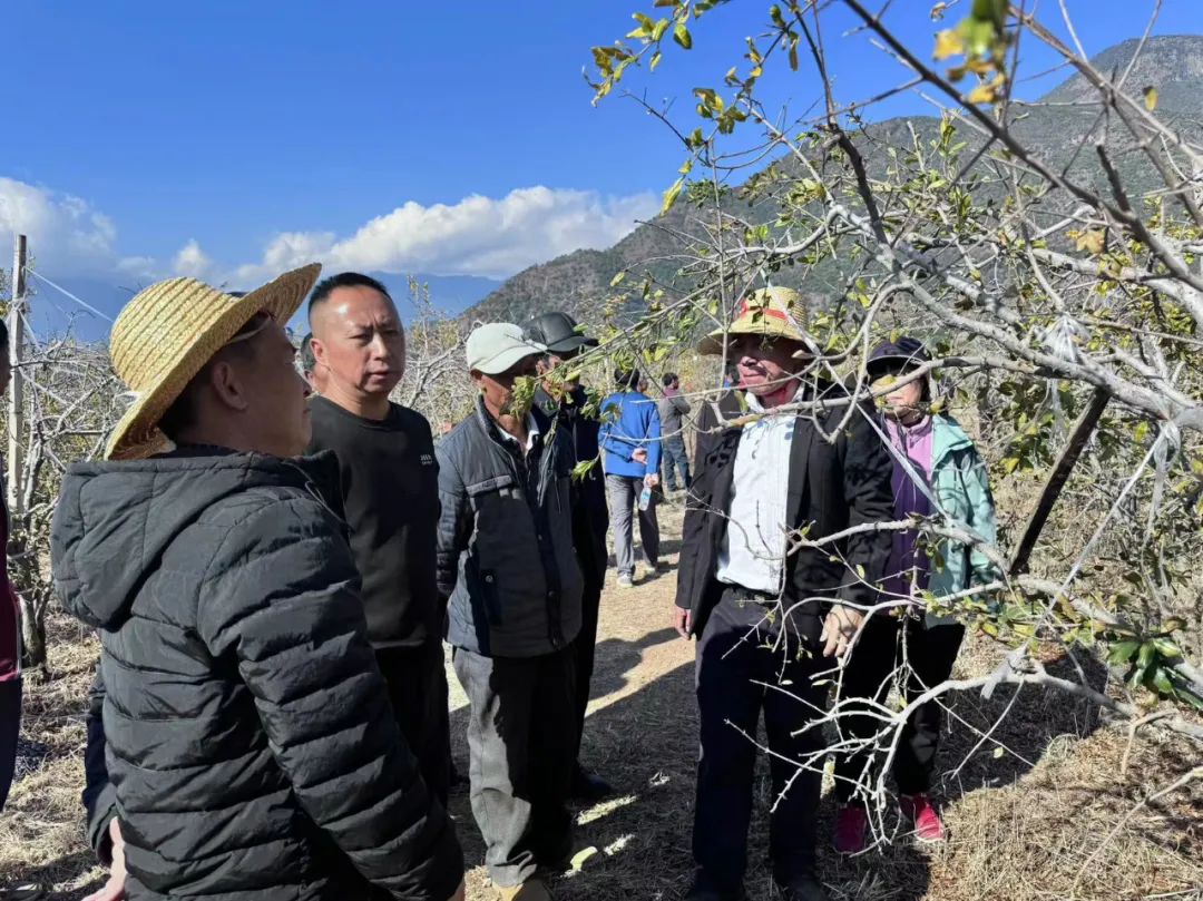 丽江市软籽石榴产业协会助力乡村振兴，推动永胜产业发展 (3).jpg