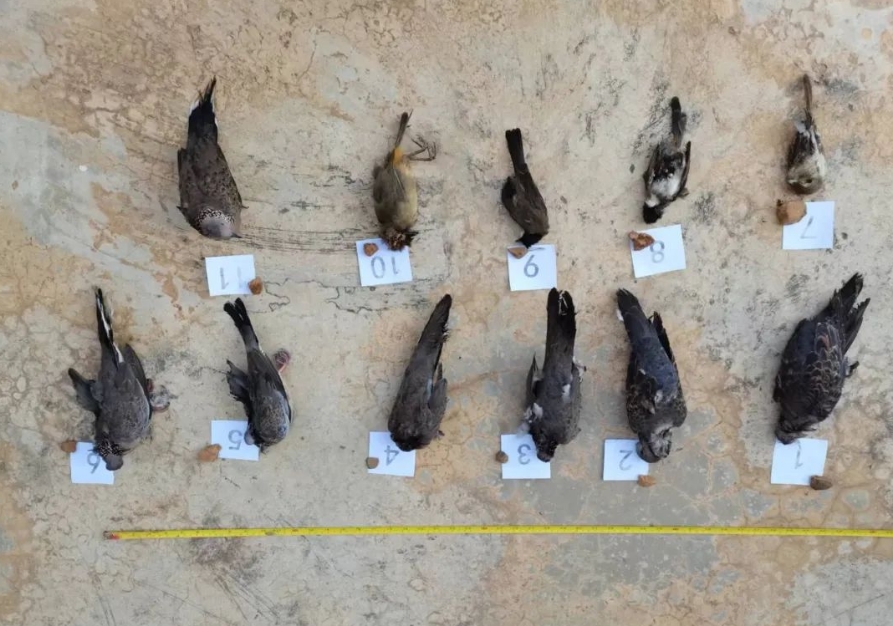 永胜警方破两起非法狩猎案 (2).png