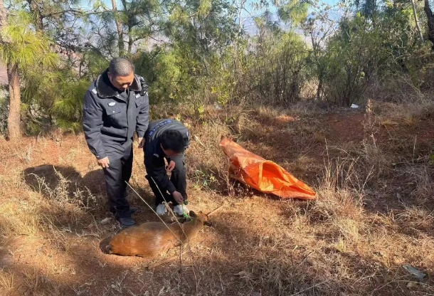 自己家中跑进一只麂子  民警暖心救助.png