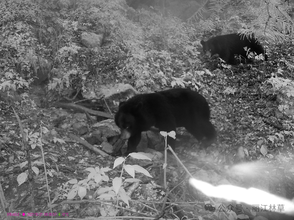 国家二级保护动物亚洲黑熊首现玉龙雪山西线保护区，生态多样性再添新证2.png