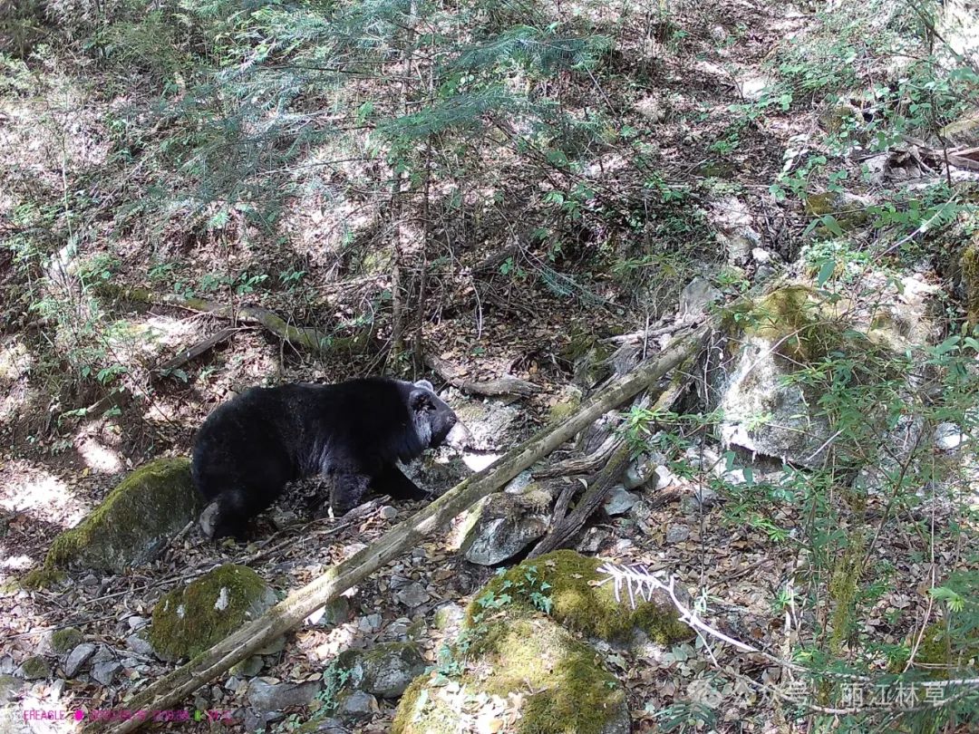 国家二级保护动物亚洲黑熊首现玉龙雪山西线保护区，生态多样性再添新证1.jpg