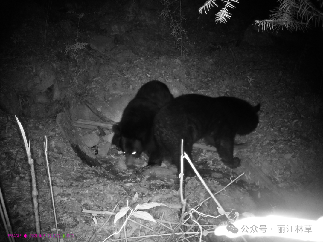 国家二级保护动物亚洲黑熊首现玉龙雪山西线保护区，生态多样性再添新证3.png