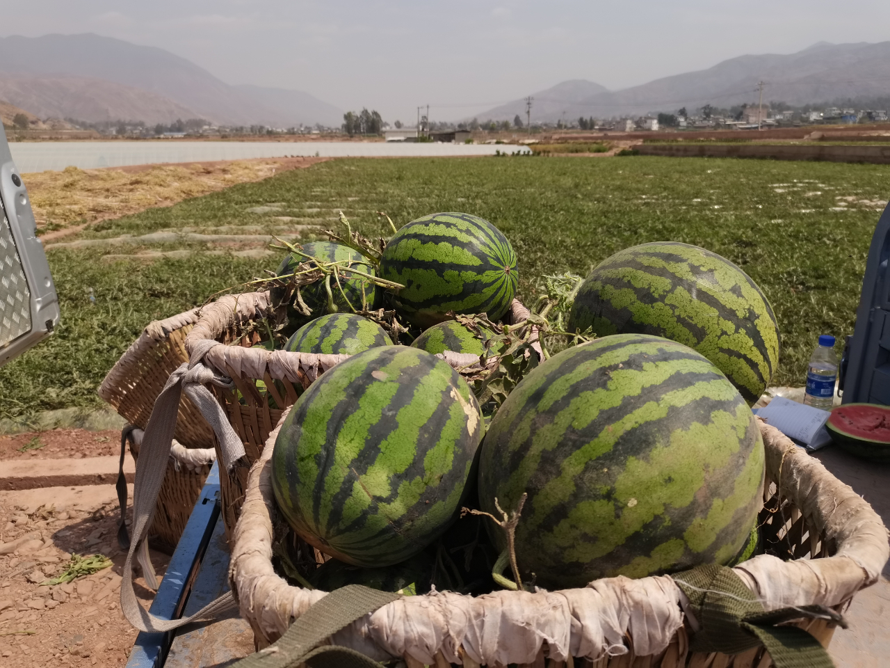 永胜期纳西瓜”上市早，瓜农笑开颜05.jpg