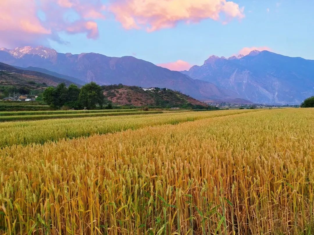 风吹麦浪，四野金黄，玉龙县大具乡夏小麦喜获丰收