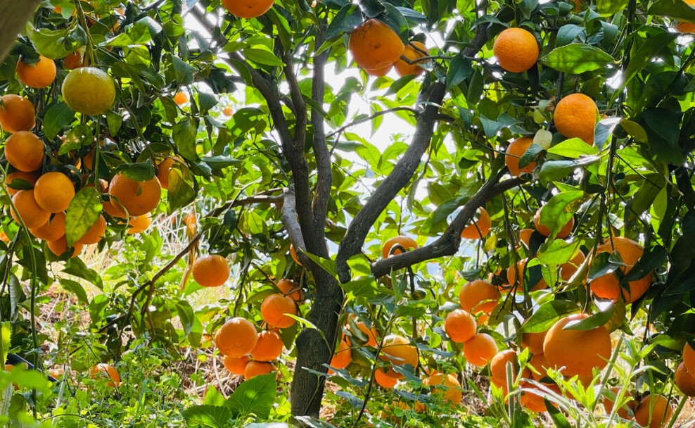 华坪县：沃柑喜丰收 采摘正当时01.jpg